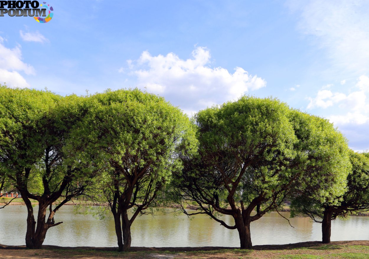 Ива ломкая (шаровидная) Salix fragilis