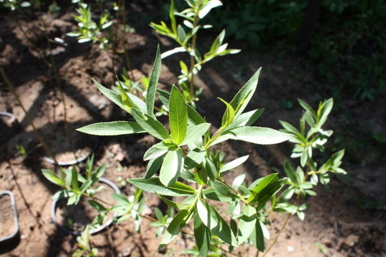 Crack Willow 'bullata' c5