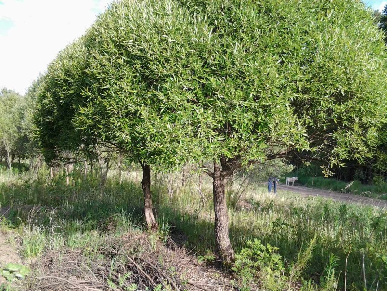 Ива ломкая "Булата" (самостригущаяся)