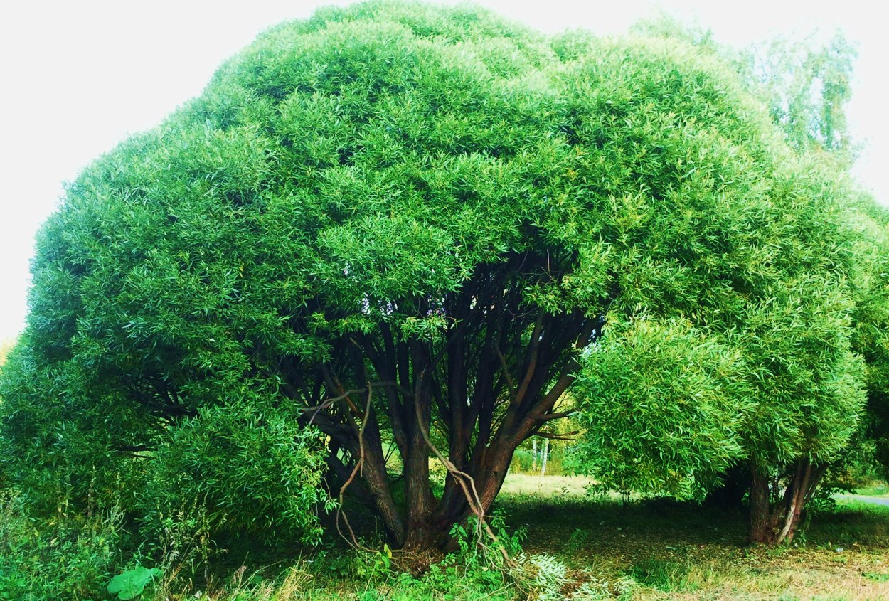 Каранга куст