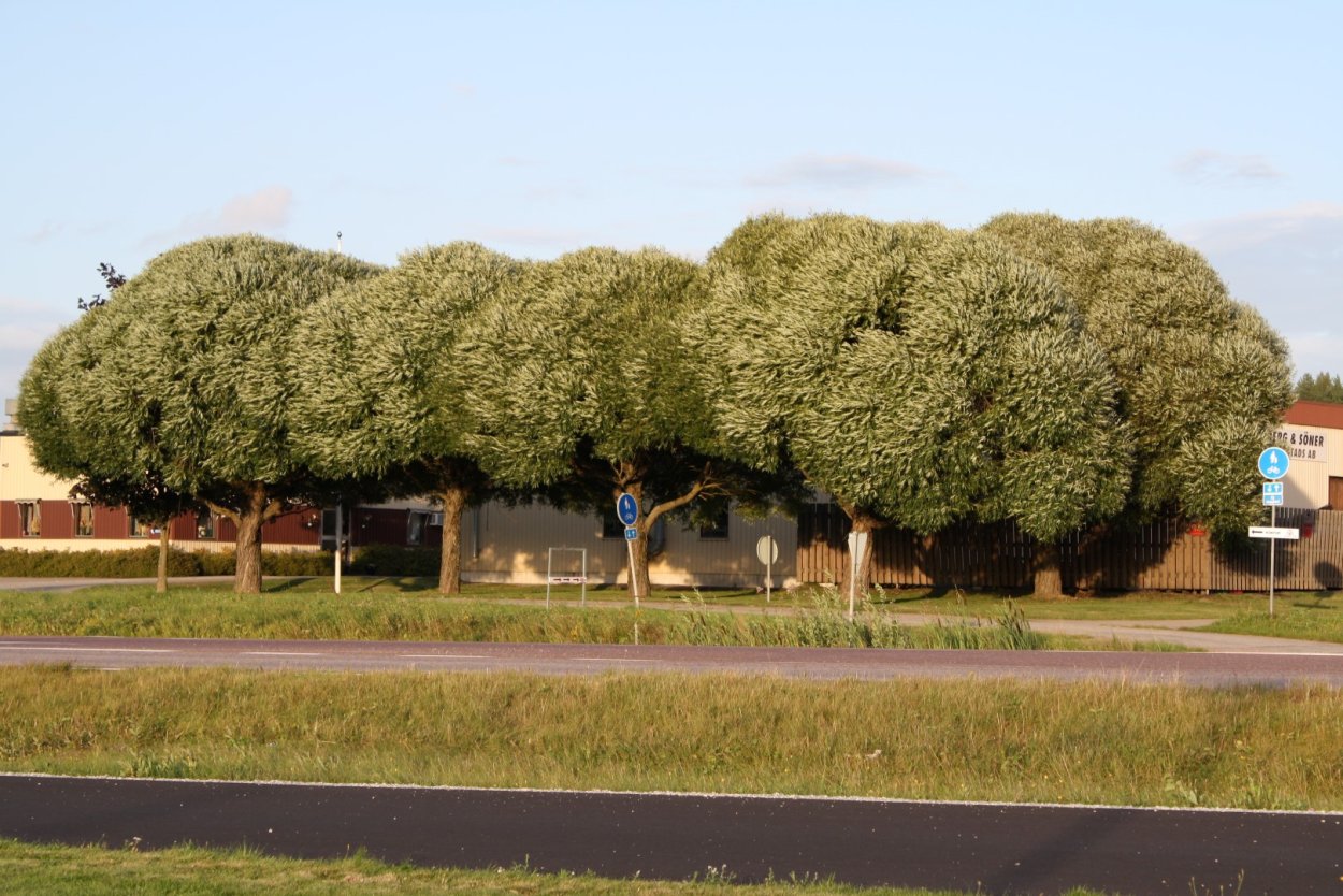 Ива ломкая шаровидная Булата