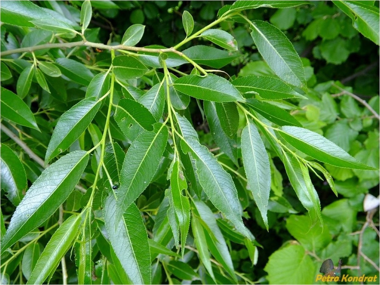 Ива ломкая Salix fragilis