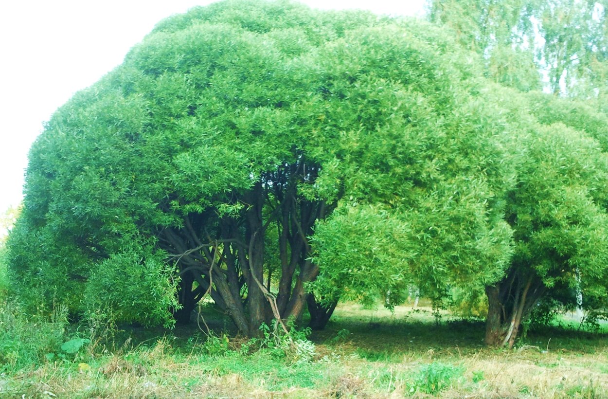 Ива ломкая шаровидная Булата