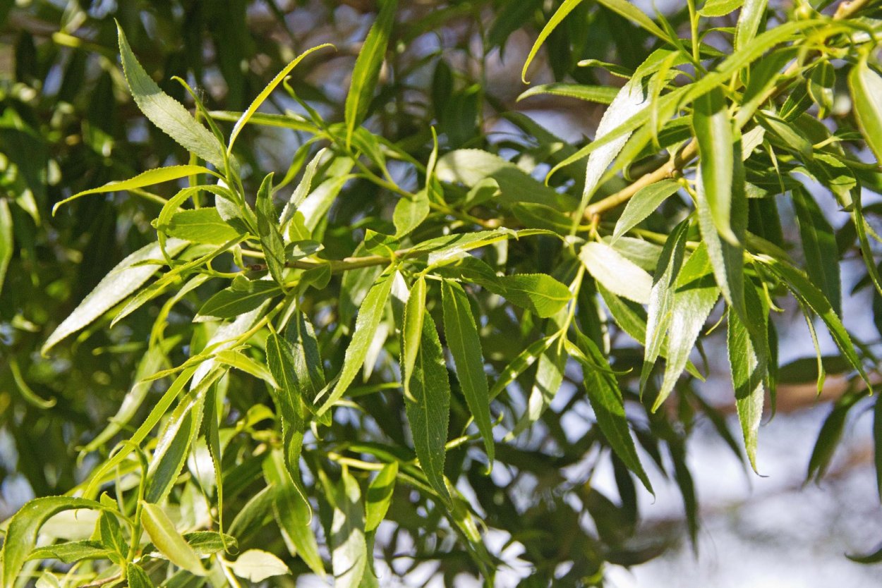 Ива ломкая Salix fragilis
