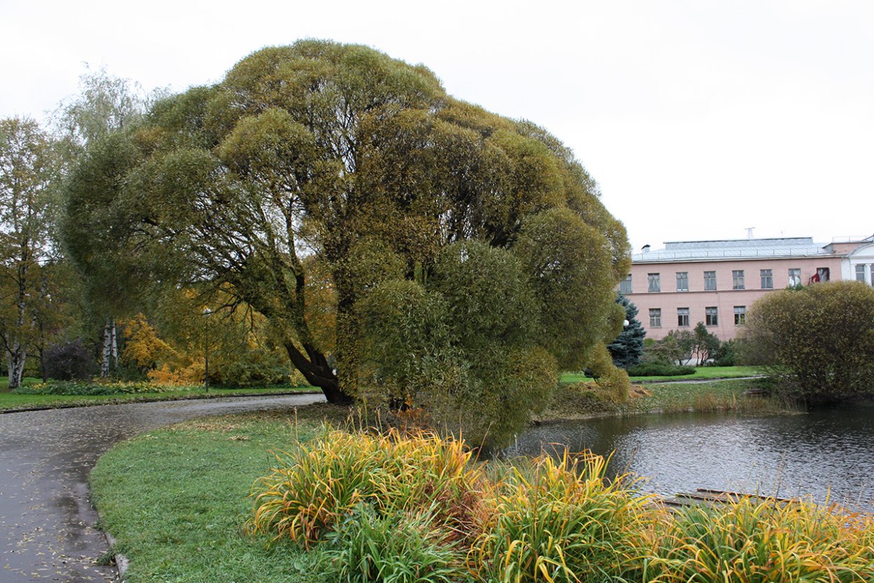 Ива ломкая bullata