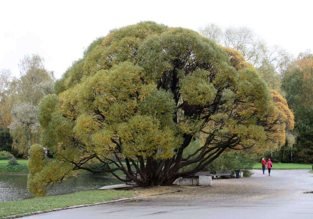 Ива ломкая "Буллата" Salix fragilis 'bullata'