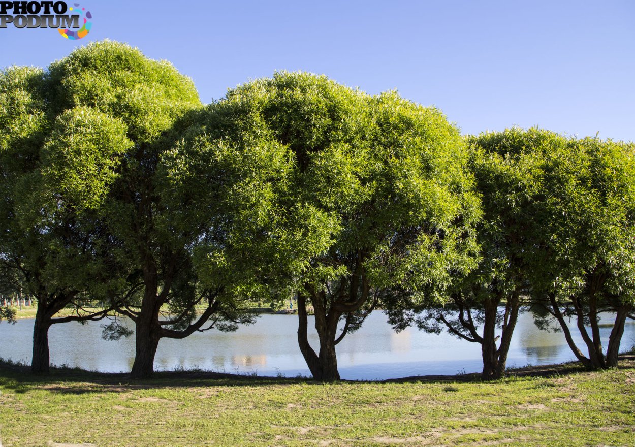 Ива ломкая bullata осенью