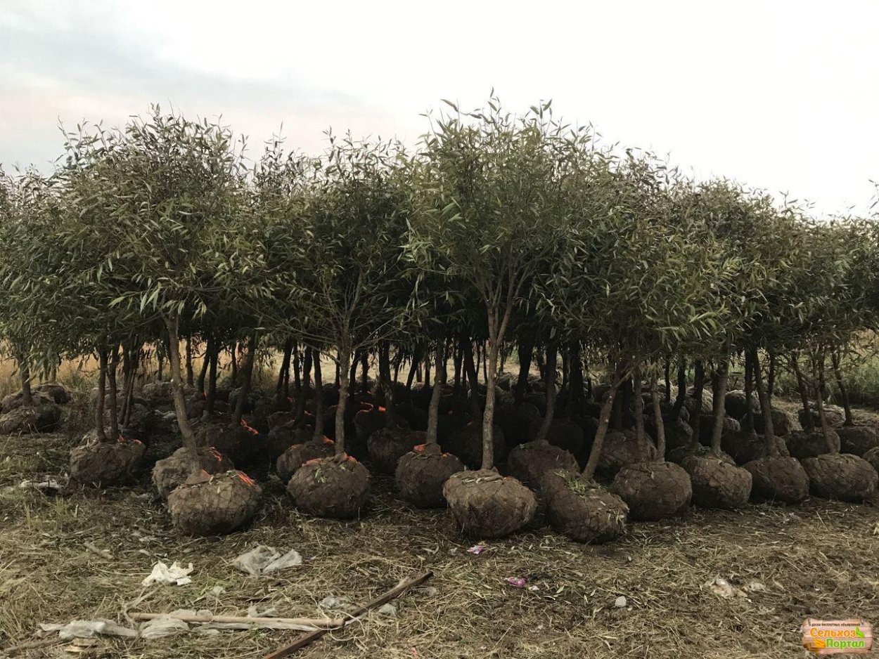 Ива шаровидная крупномер