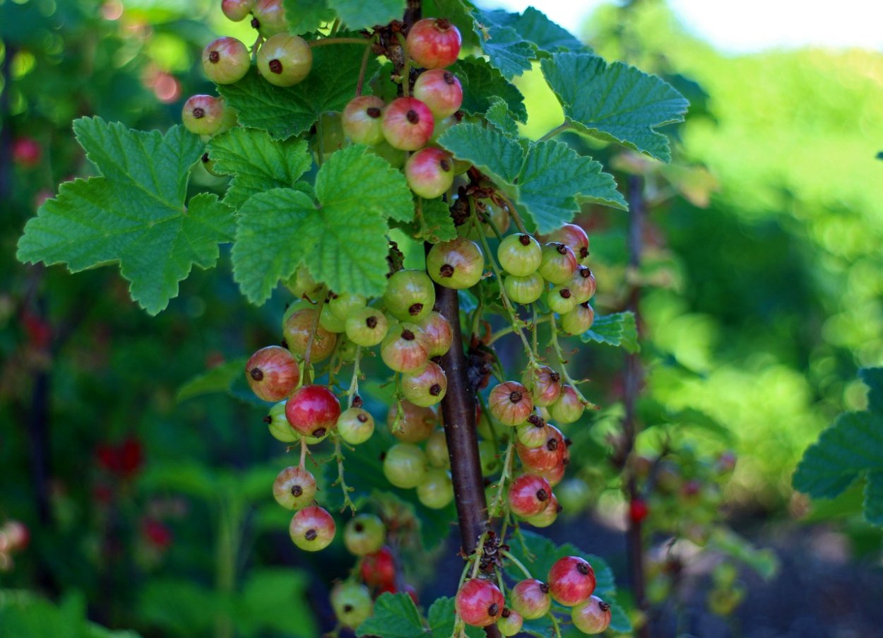 Крыжовник (ribes grossularia &#96;Командор&#96;)