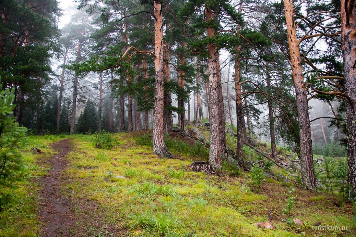 Лес Южного Урала