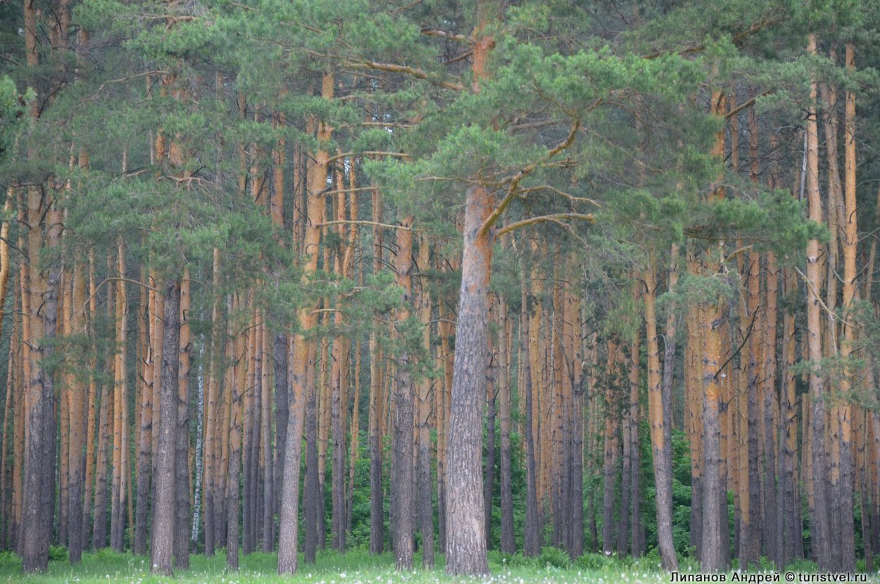 Сосновый Бор на Урале