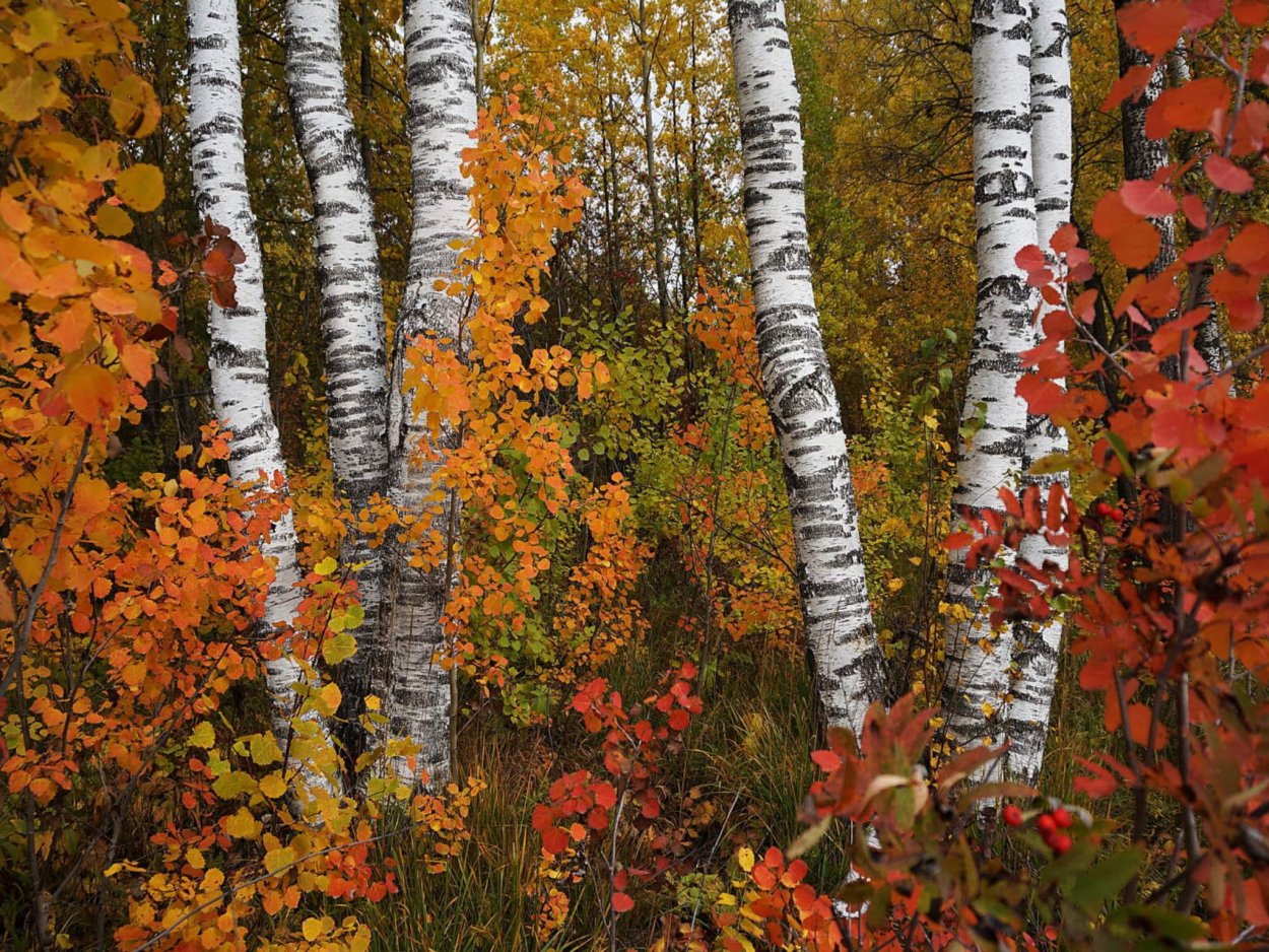 Фото Сатка осень