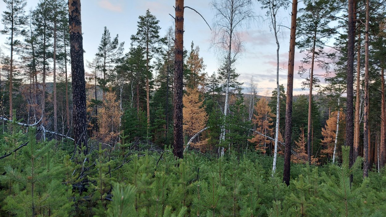 Ракеты в лесах Урала