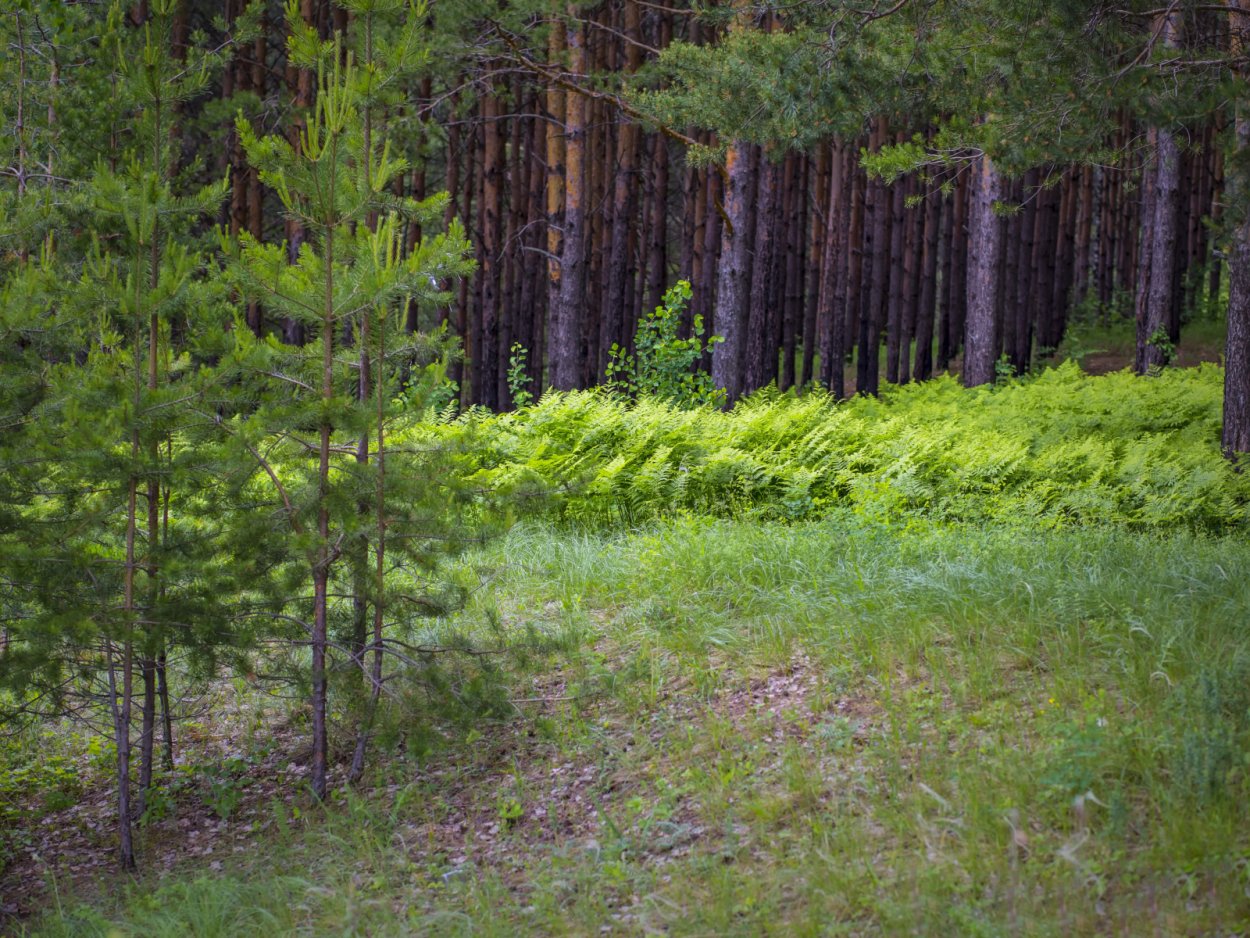 Деревья в лесу Карелия