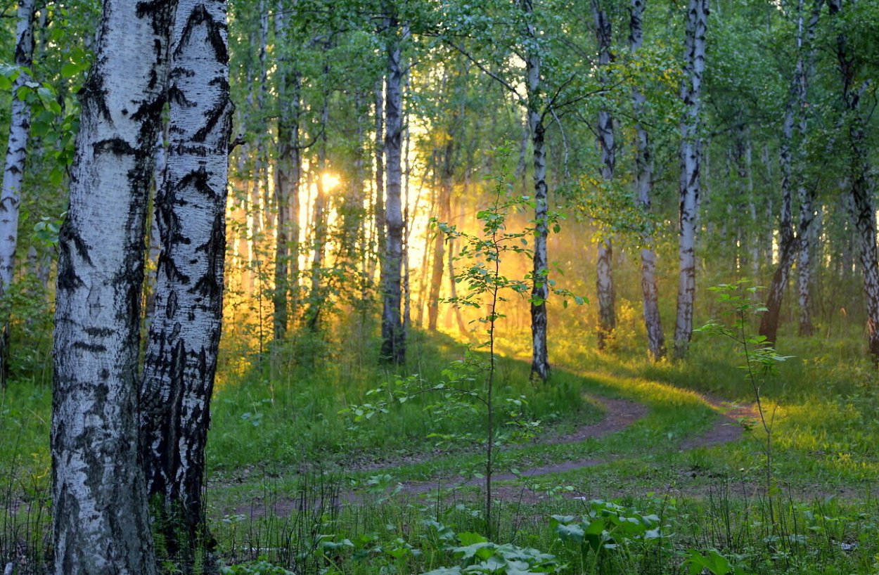 Берёзовая роща Орехово-Зуево