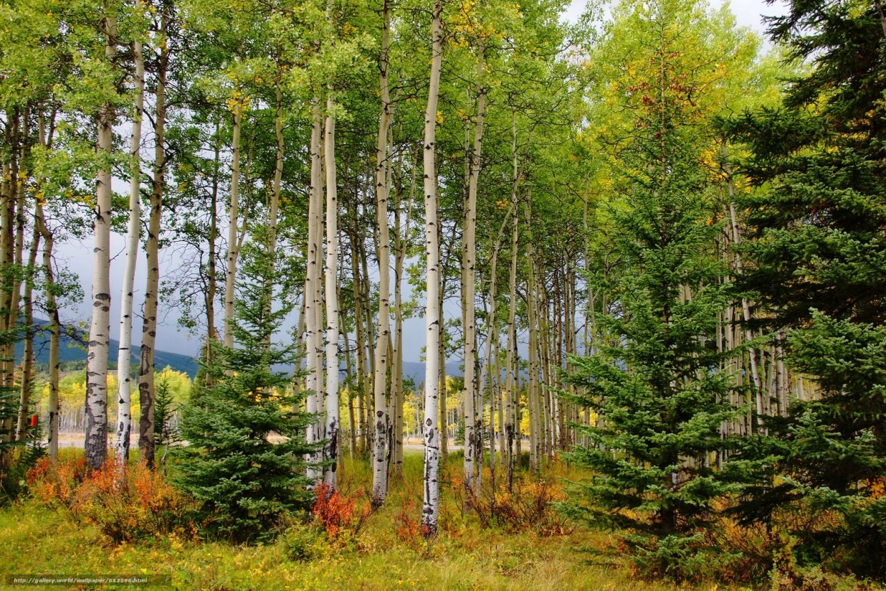 Смешанный лес среднего Урала