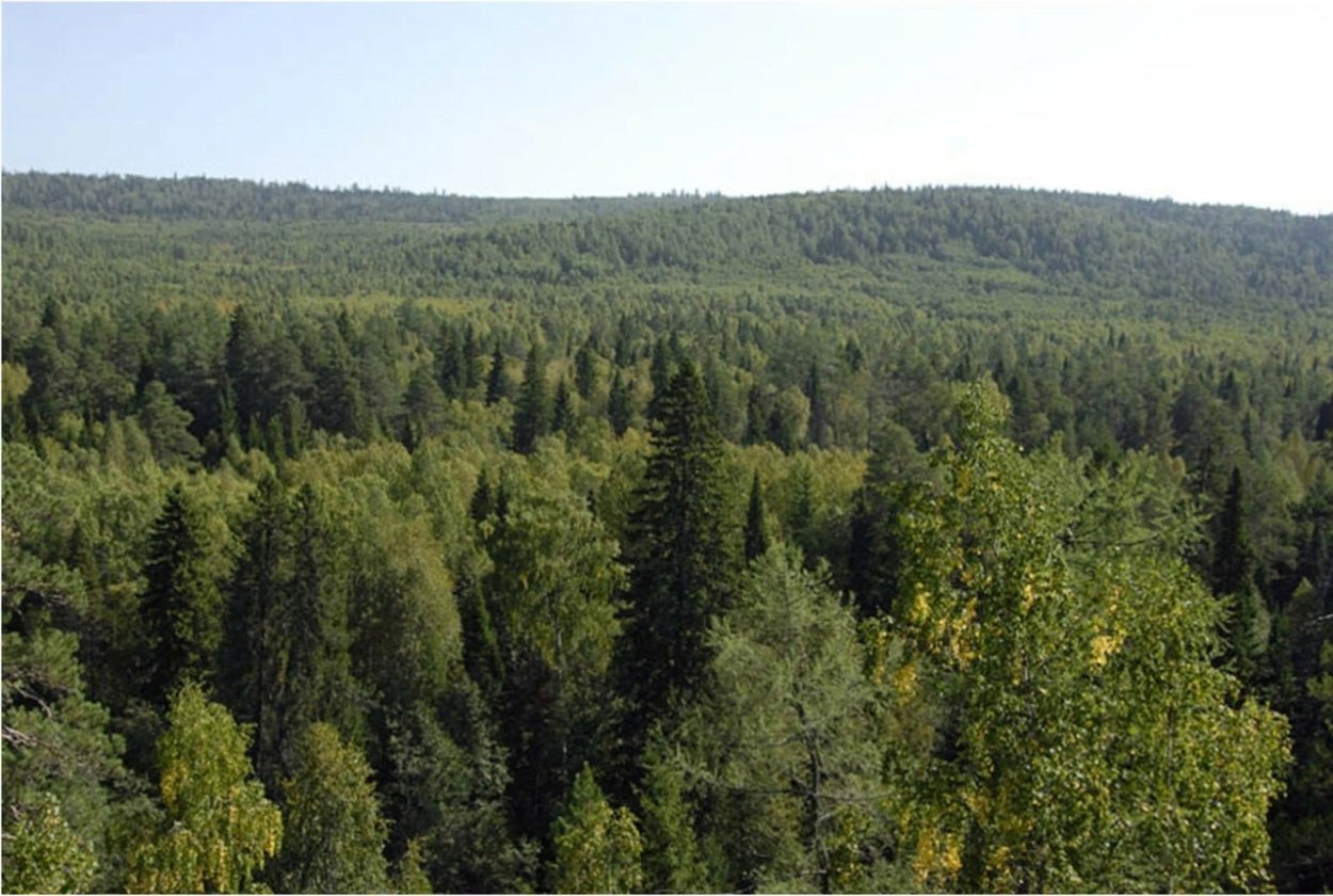 Широколиственные леса Урала