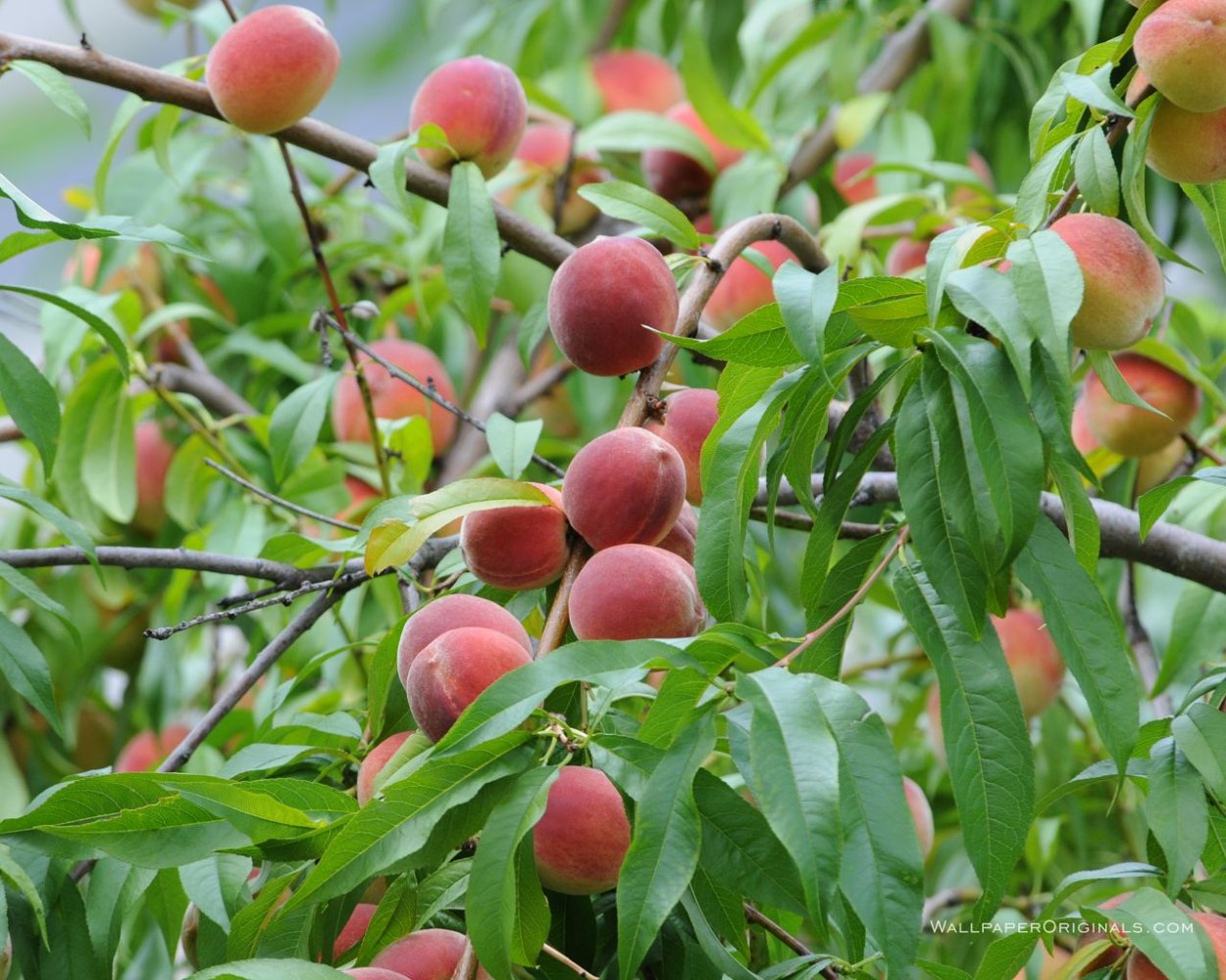 Персиковое дерево Италия