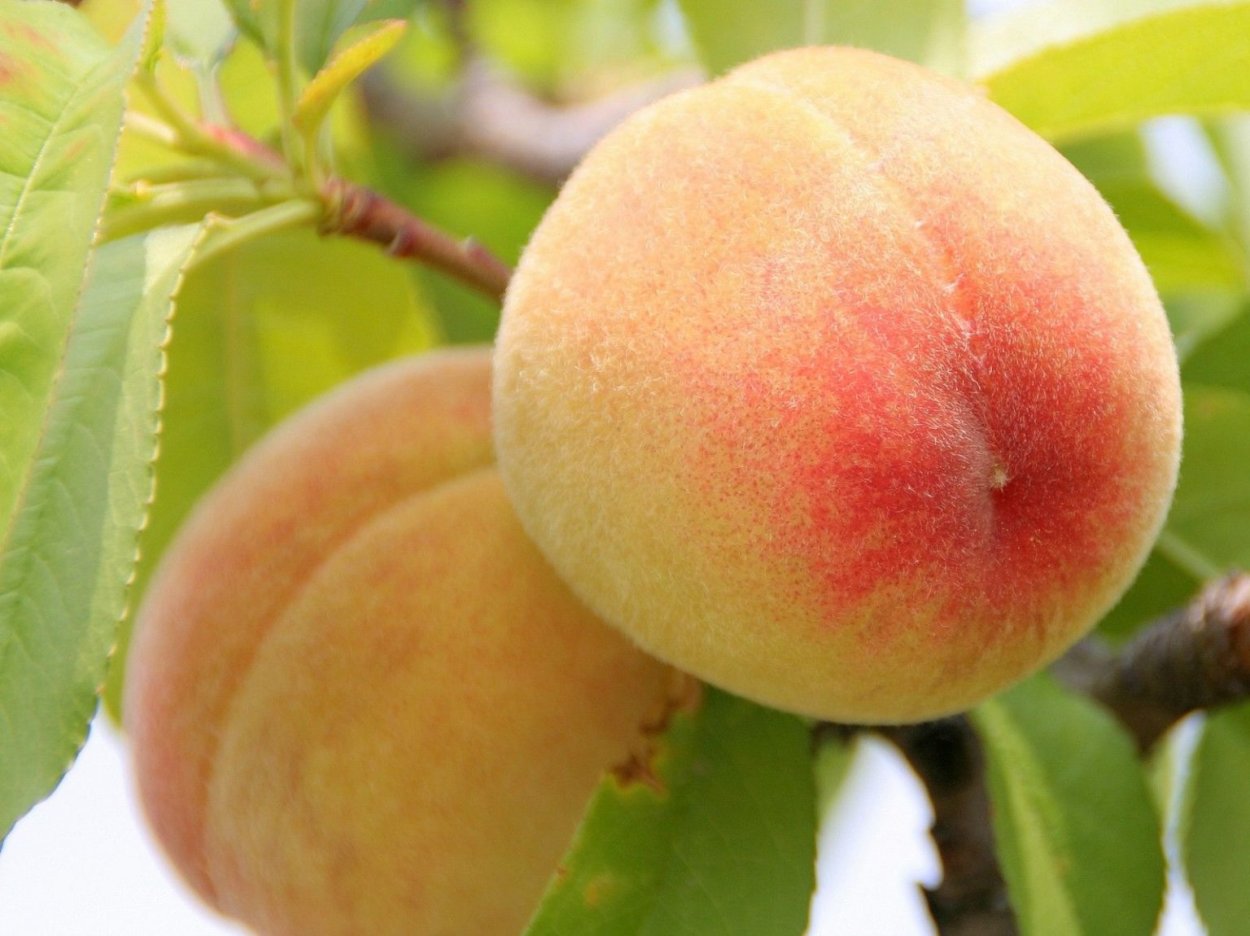 Сорт персика турист