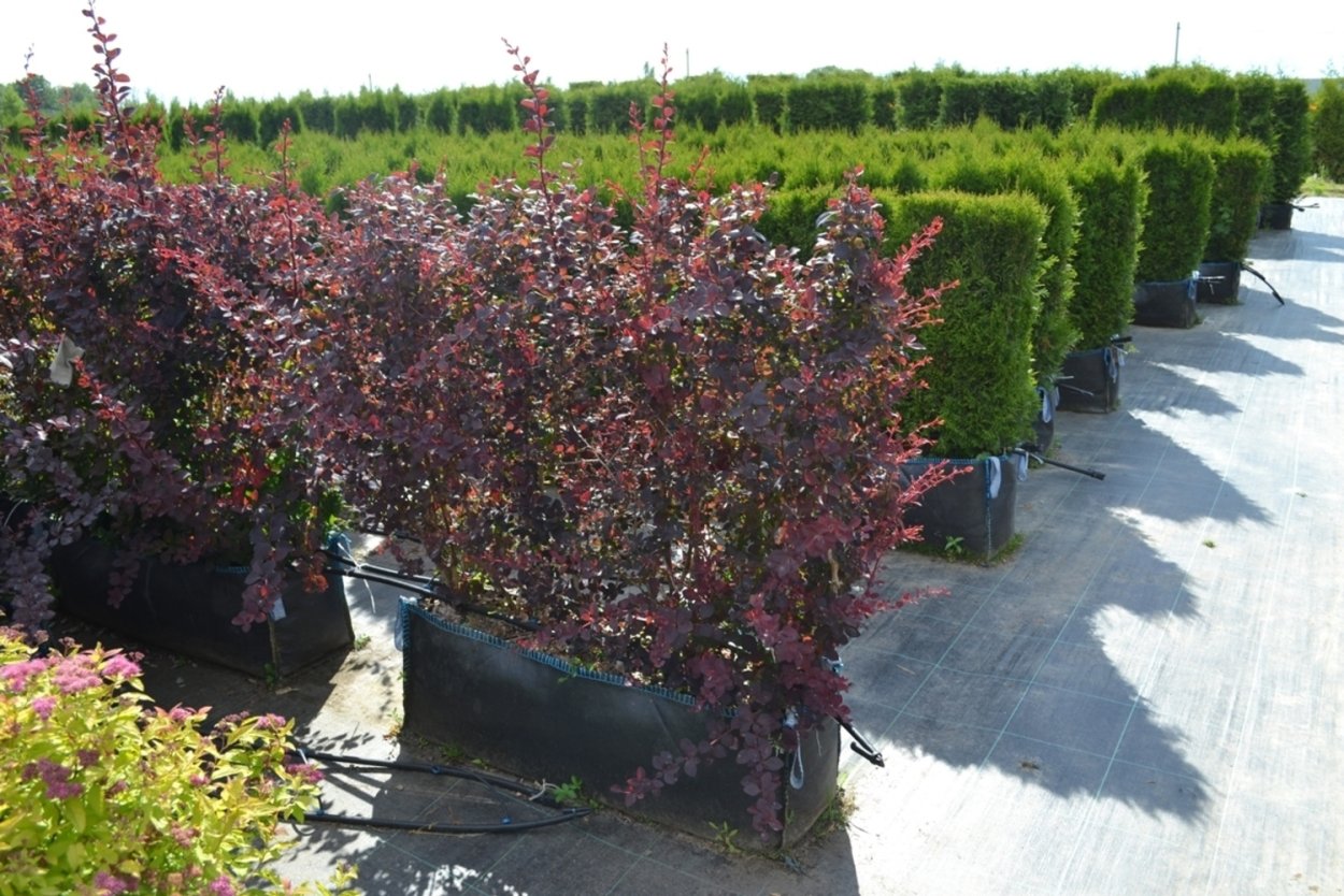 Барбарис Тунберга Живая изгородь