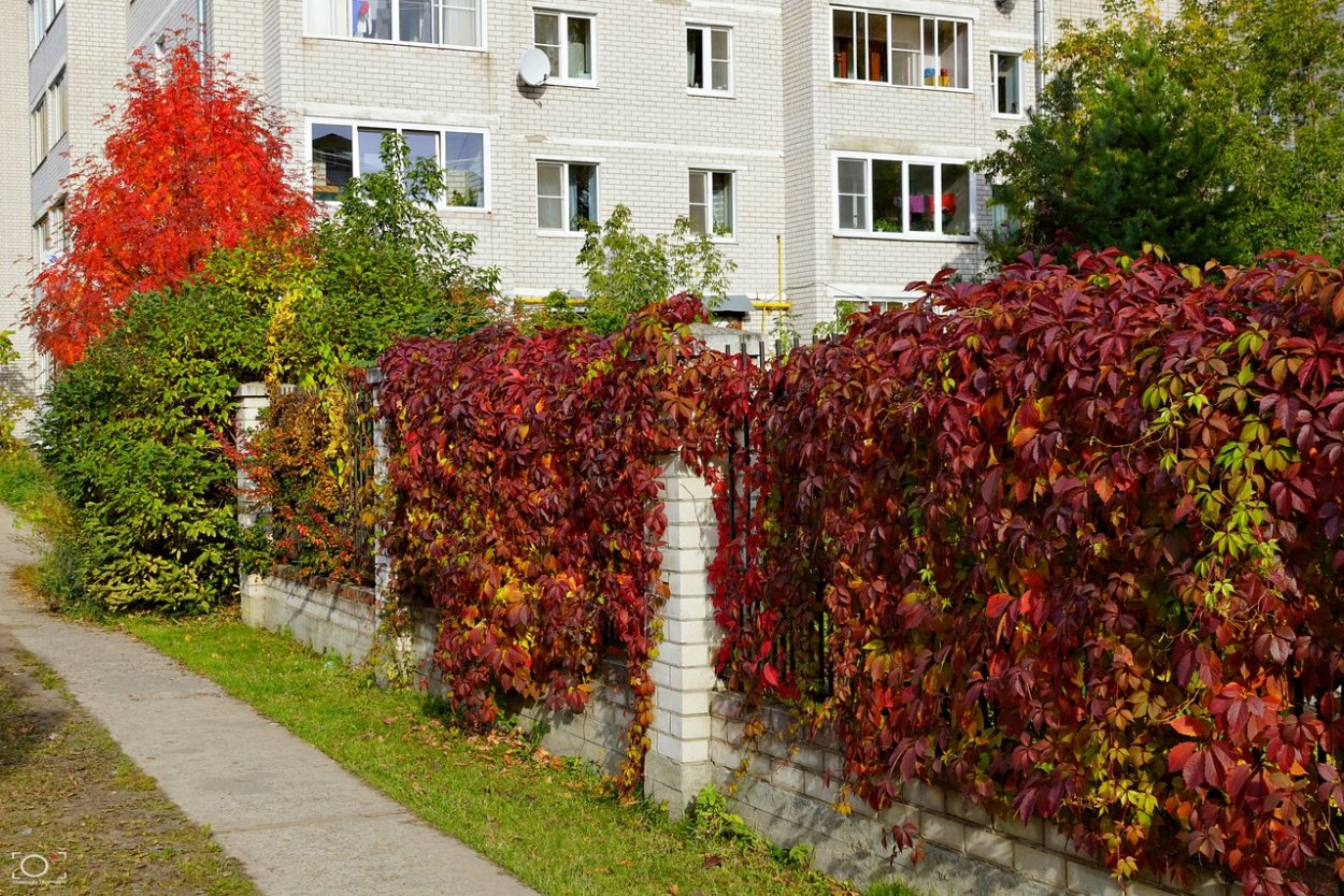 Живая изгородь из пузыреплодника ред Барон