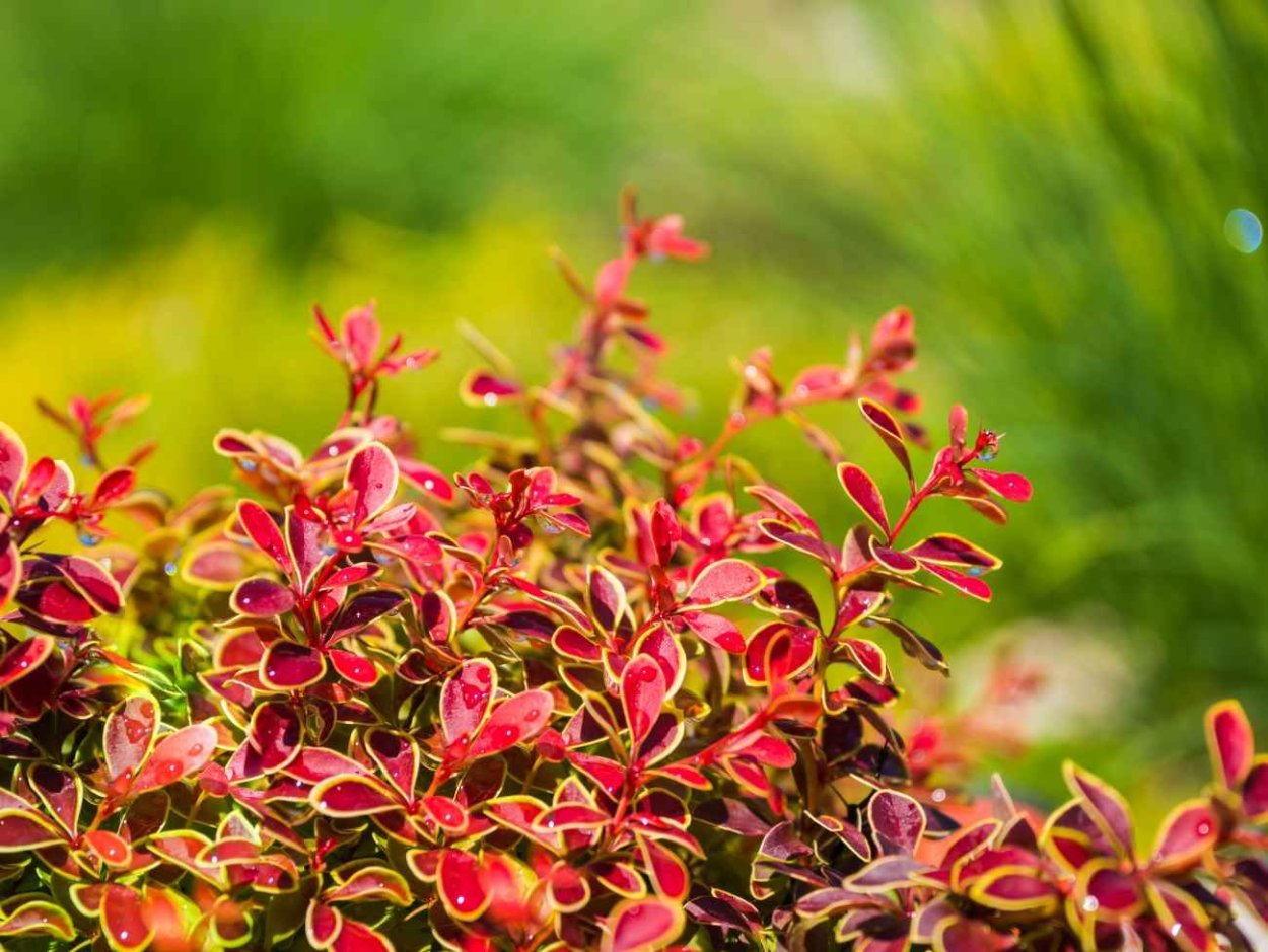 Барбарис Тунберга микс