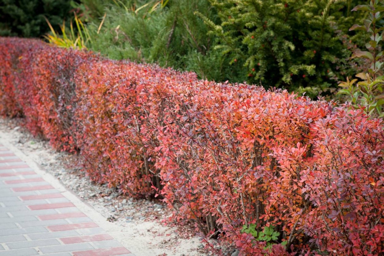 Барбарис Атропурпуреа изгородь