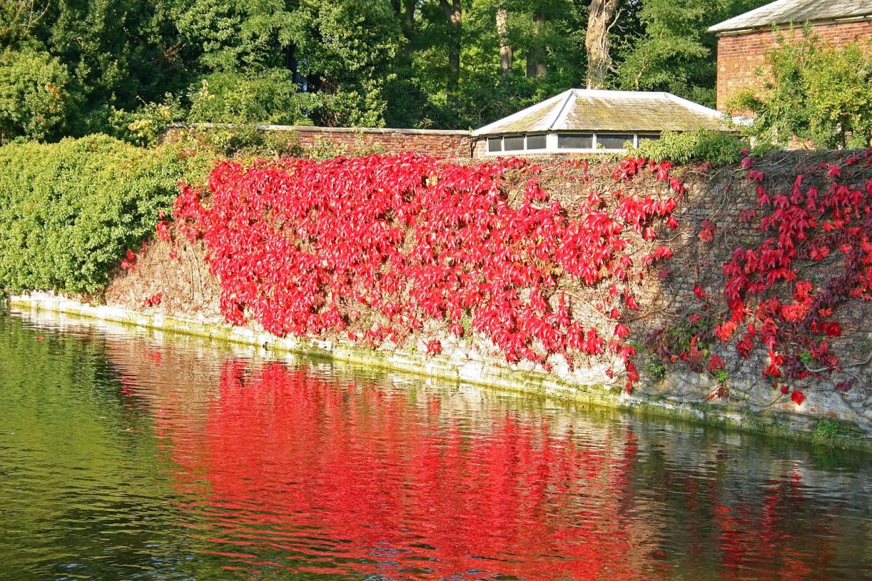 Девичий виноград Живая изгородь