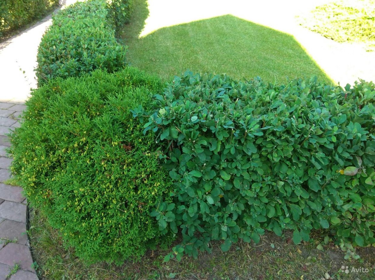 Жимолость Живая изгородь