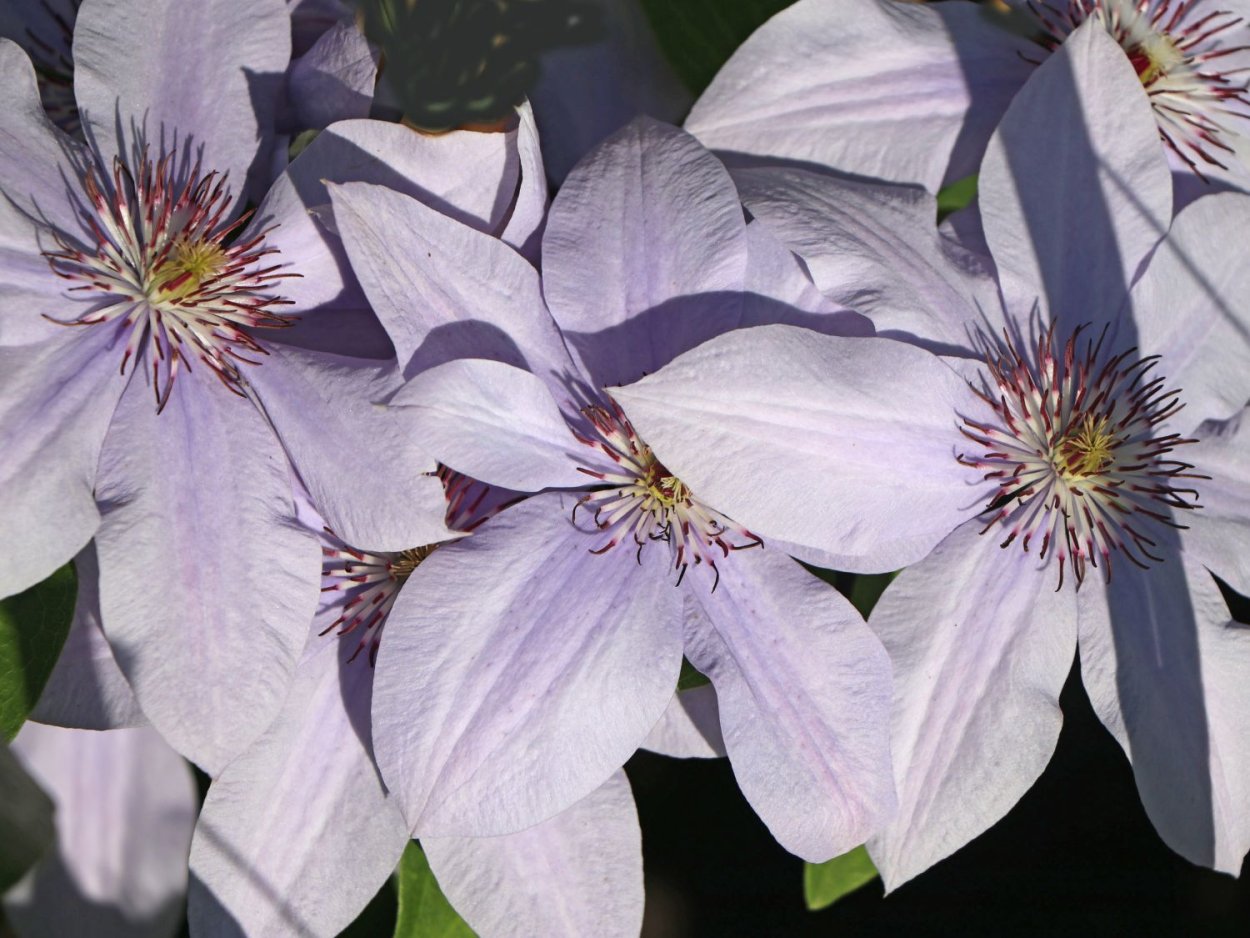 Клематис Бернадин