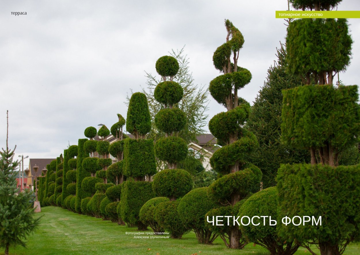 Туя Смарагд стрижка ниваки