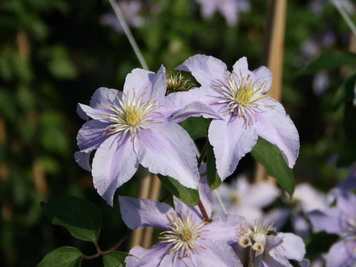 Клематис Юста