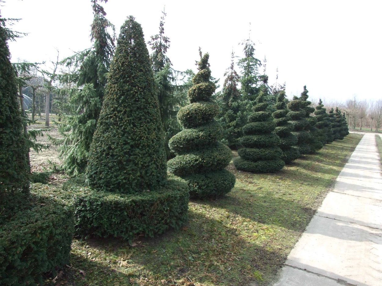 Ель топиарная стрижка