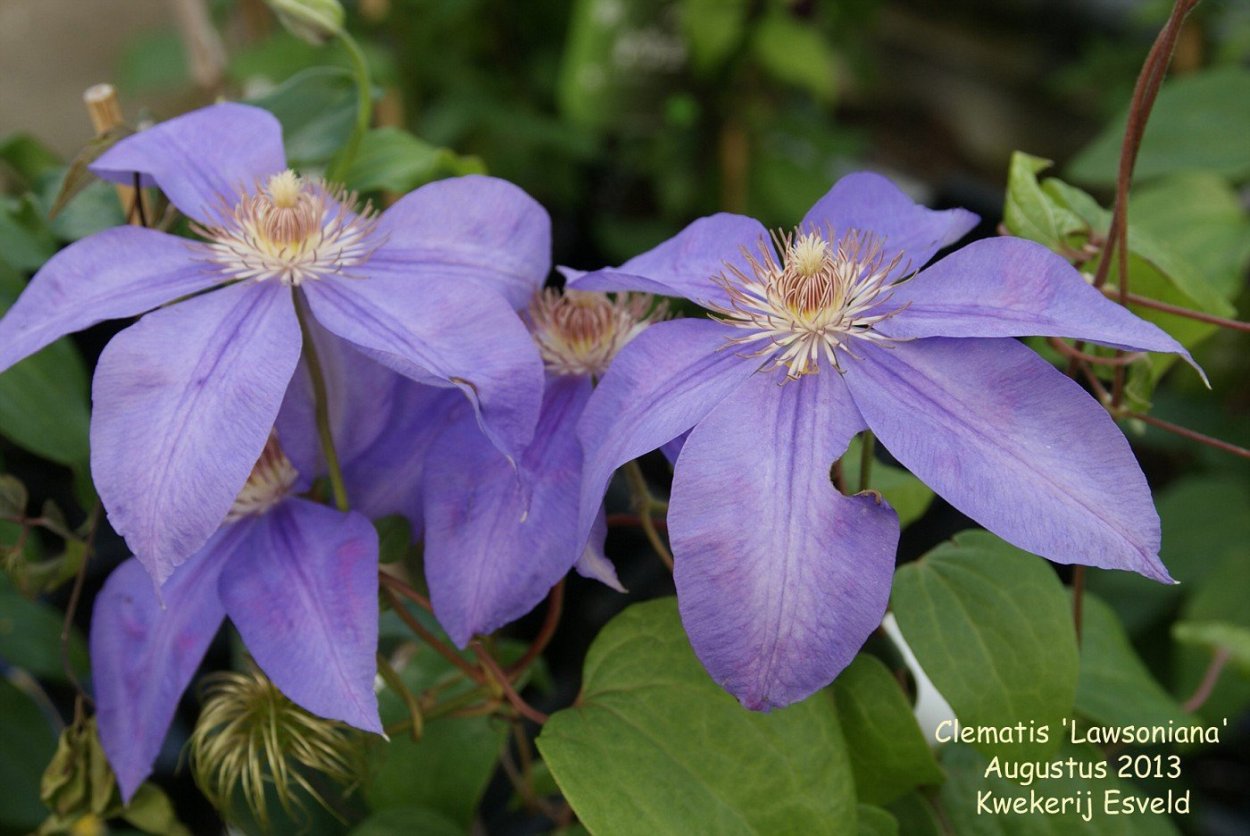 Клематис Лоусония