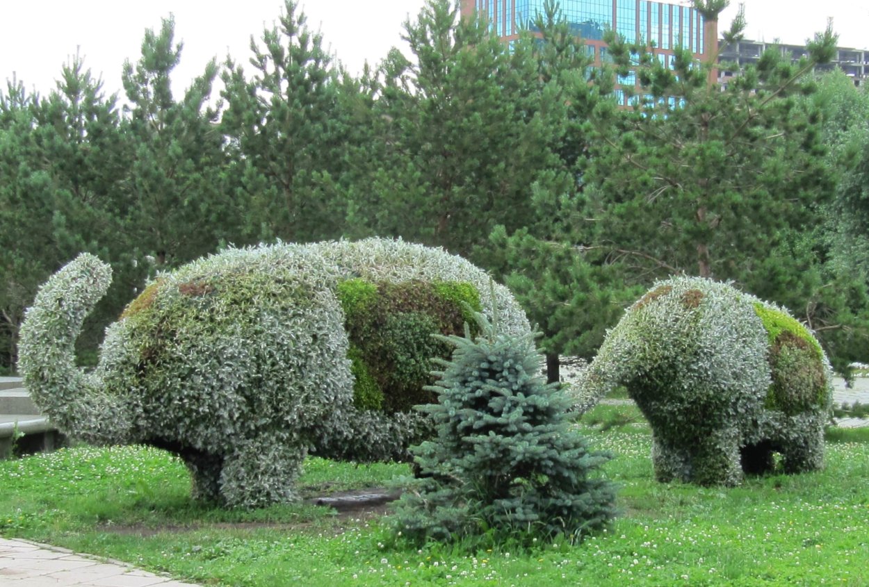 Бирючина Топиар