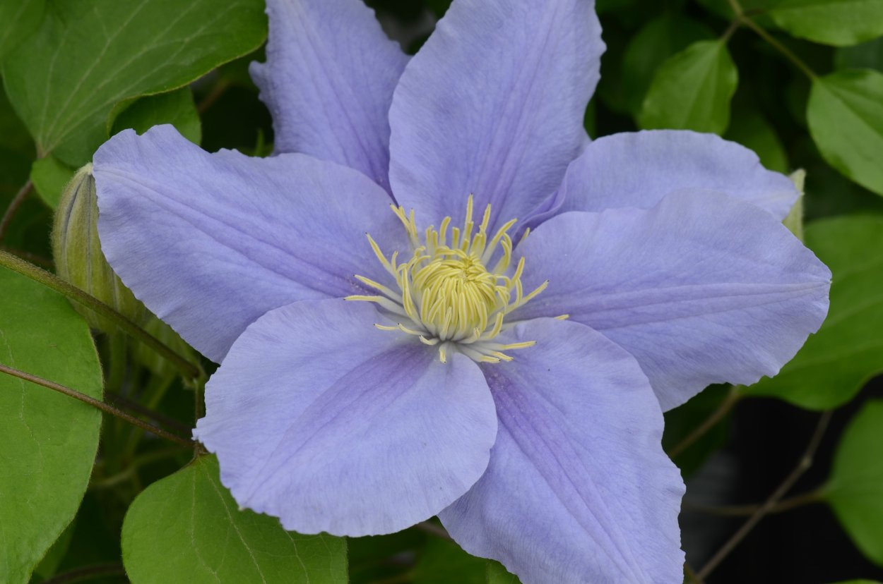 Клематис Clematis Zara