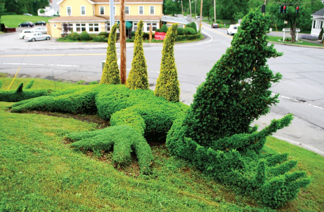 Топиарная стрижка можжевельника казацкого