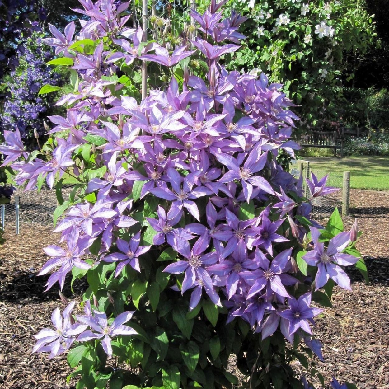 Клематис 'Bagatelle' ('Dorothy Walton')