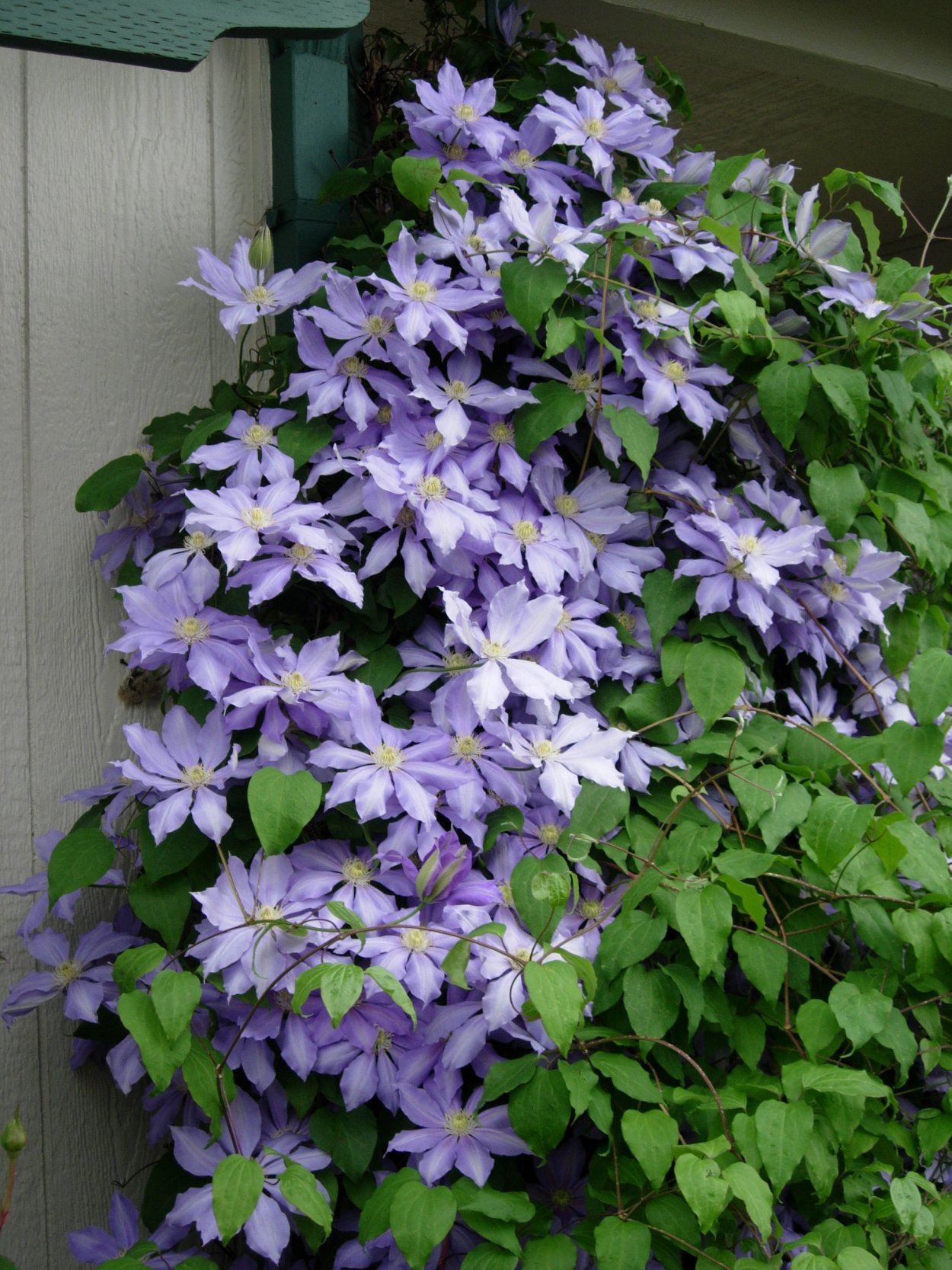 Клематис Myosotis