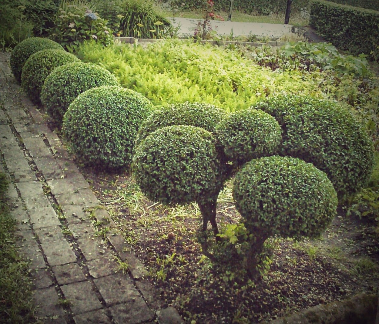 Самшит ниваки ниваки