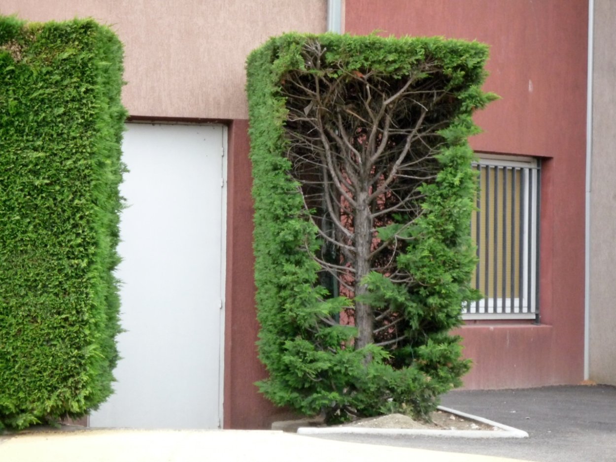 Туя Смарагд стриженная