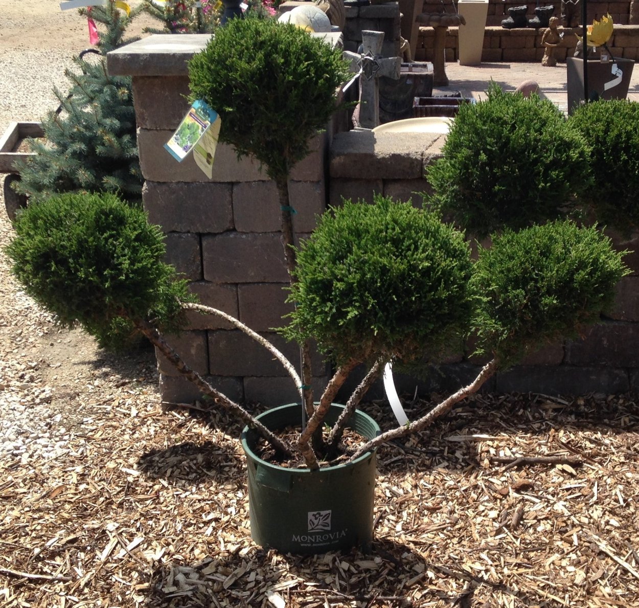 Можжевельник минт джулеп ниваки