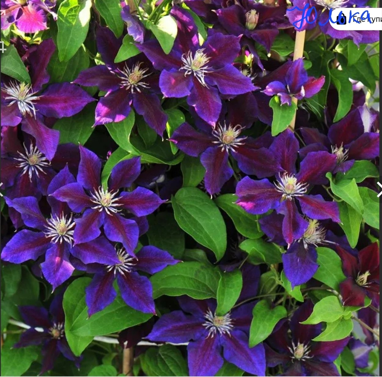 Клематис Julka (Юлька)