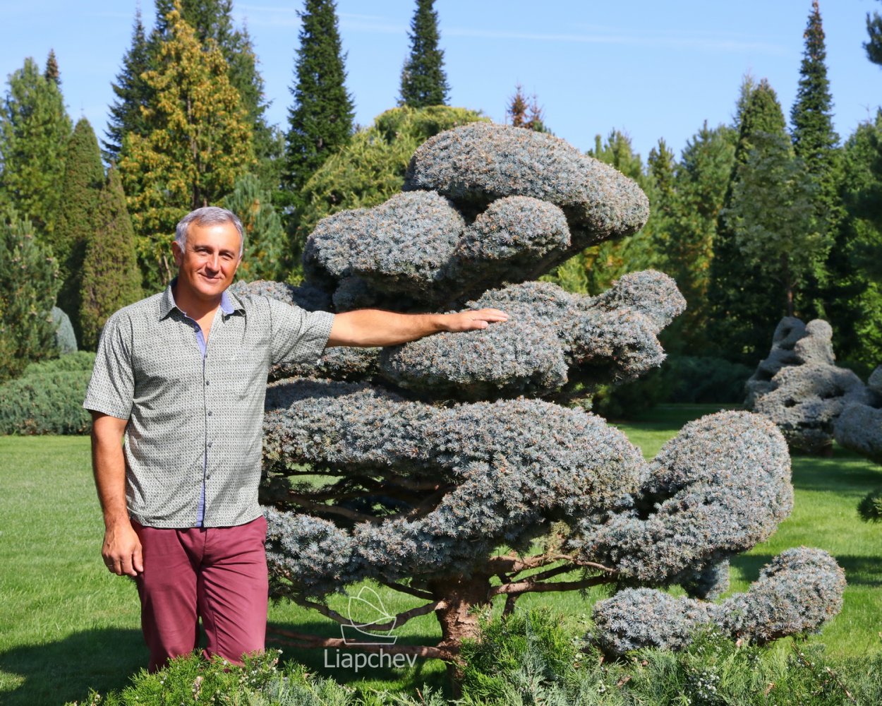 Ляпчев Владимир топиарное искусство