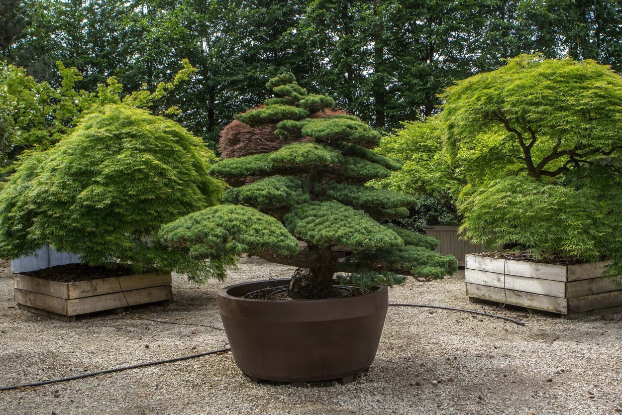 Самшит ниваки