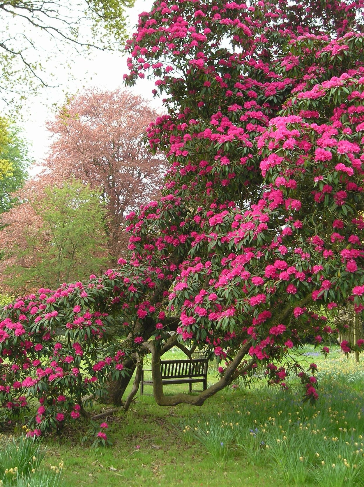 Кустарники декоративные цветущие рододендрон