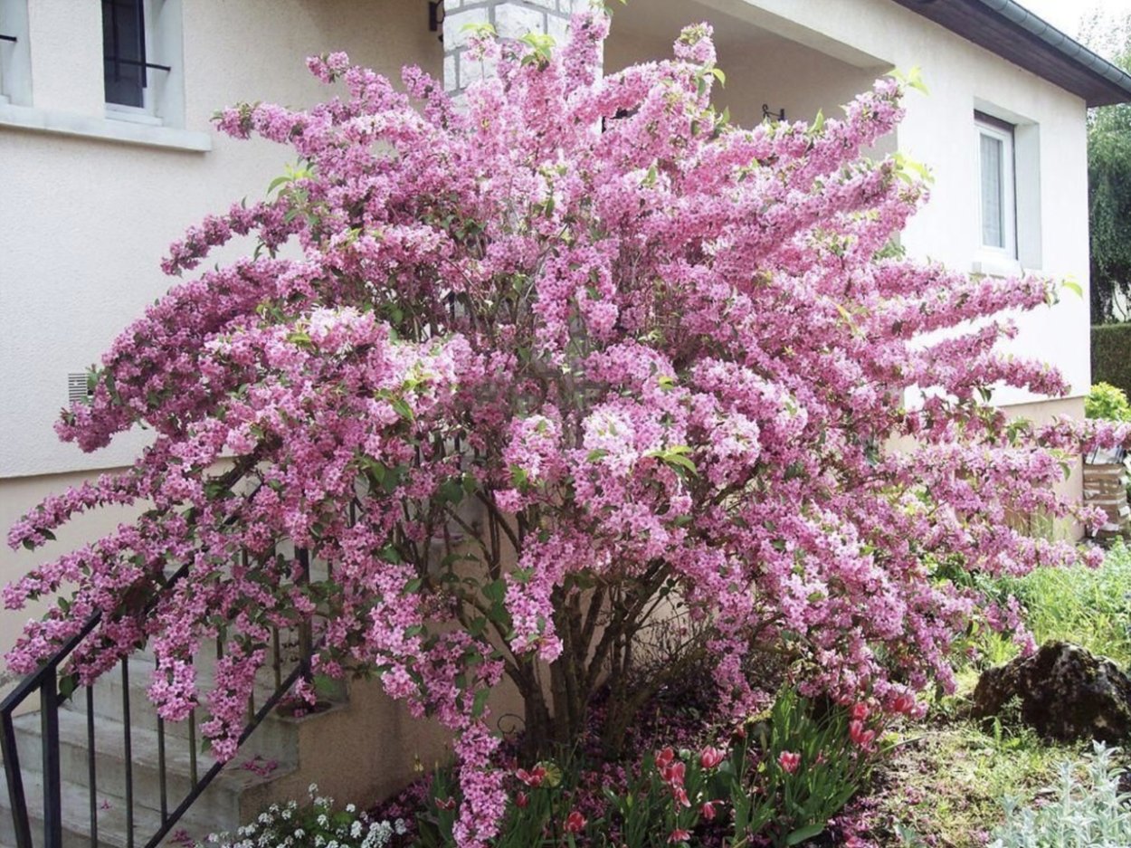 Вейгела кустарник