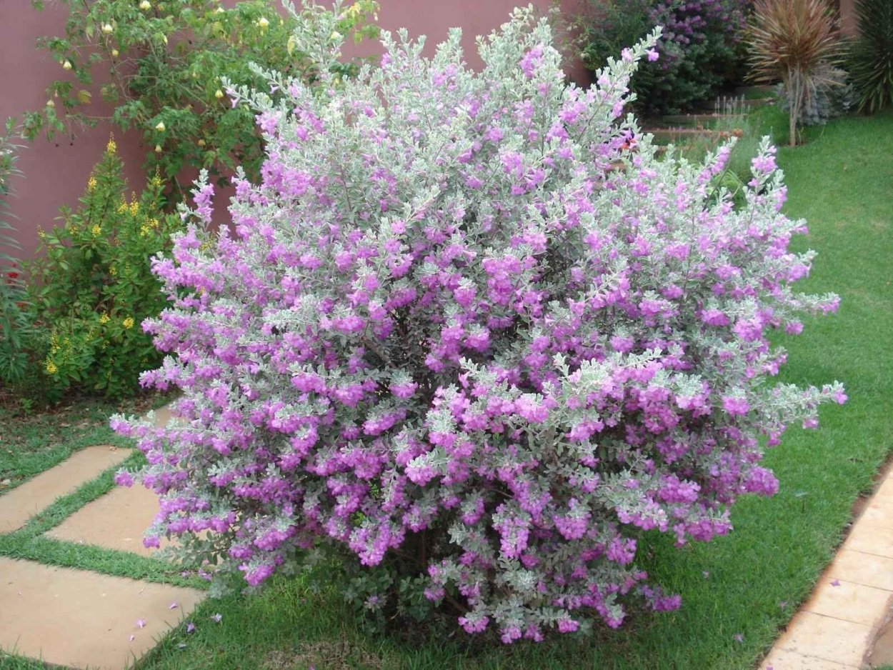 Leucophyllum frutescens