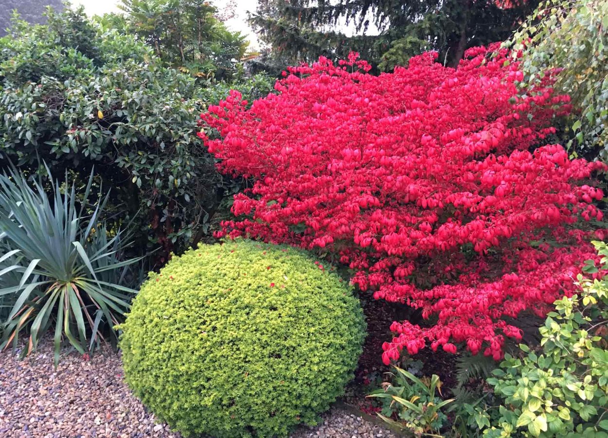 Бересклет Чикаго Файер