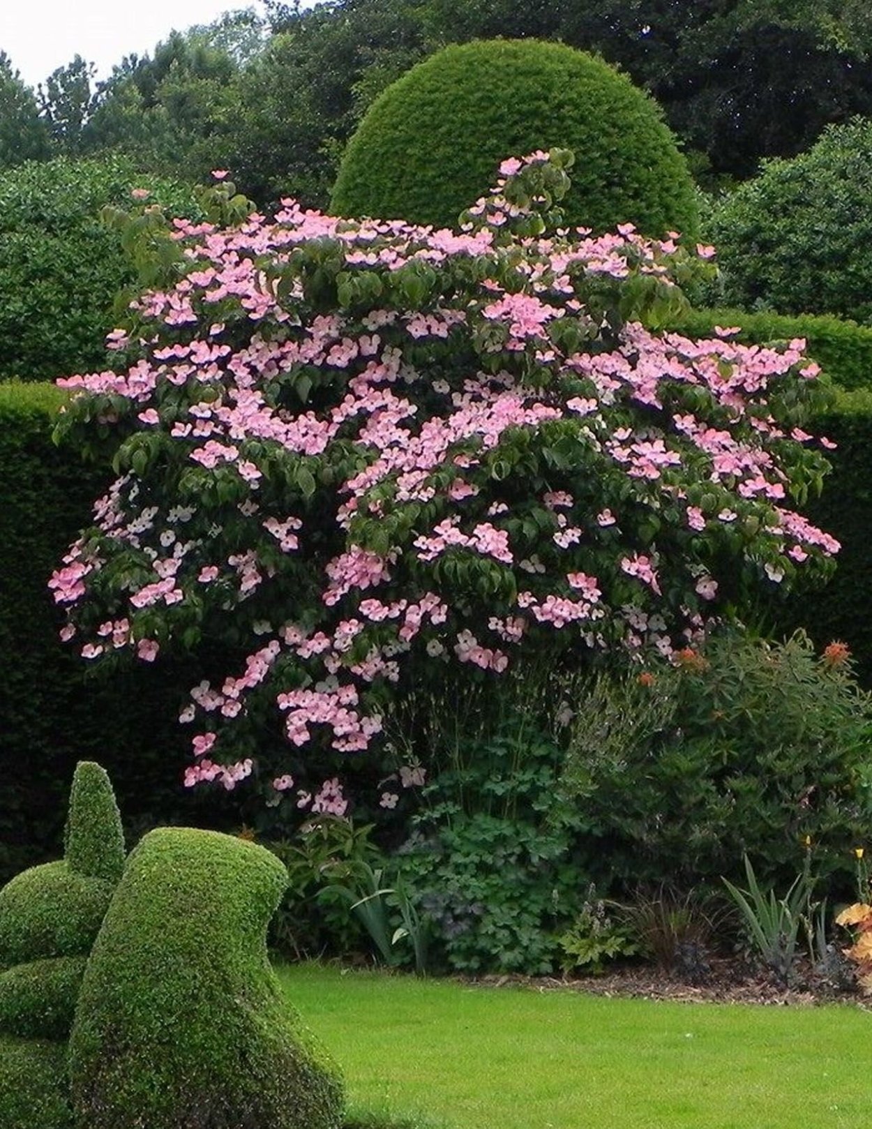 Cornus Kousa Satomi
